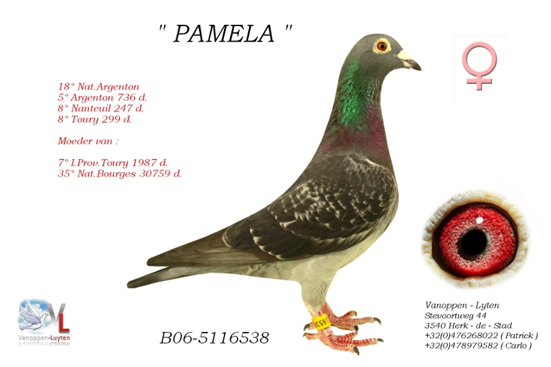 Pamela B06-5116538