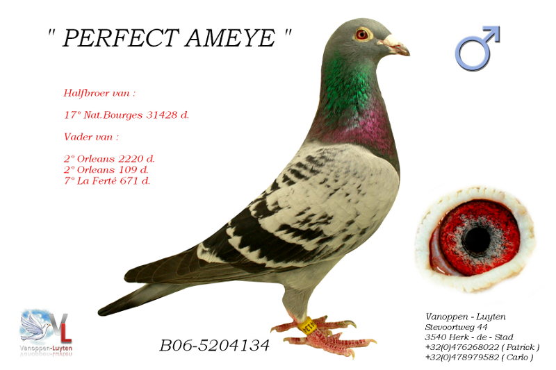 Perfect Ameye B06-5204134