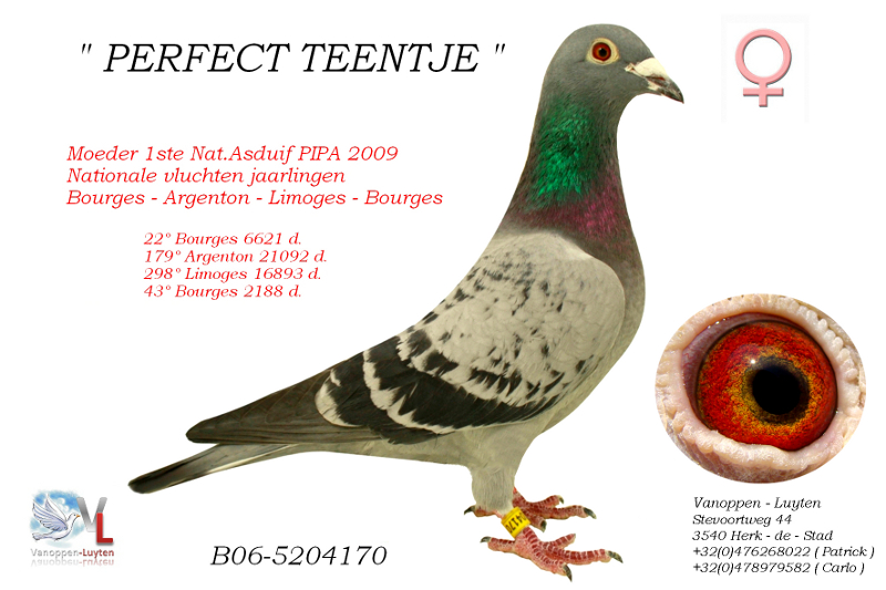 Perfect Teentje B06-5204170