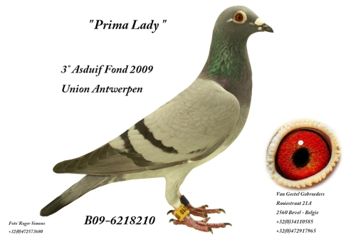 Prima Lady B09-6218210