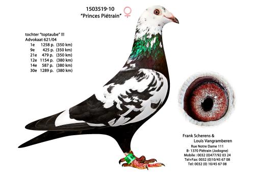 1503519-10 "Princess Pietrain"