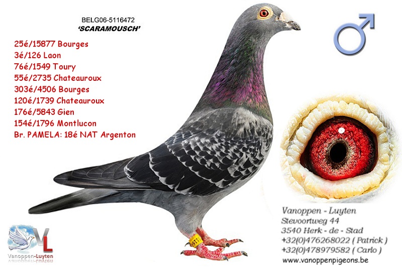 Scaramousch B06-5116472