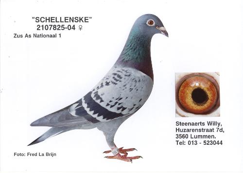 Schellenske 2107825-04