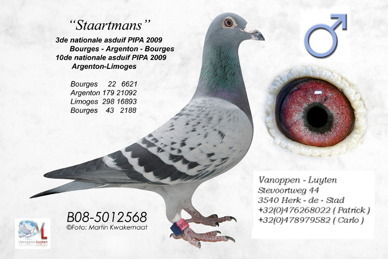 Staartmans B08-5012568