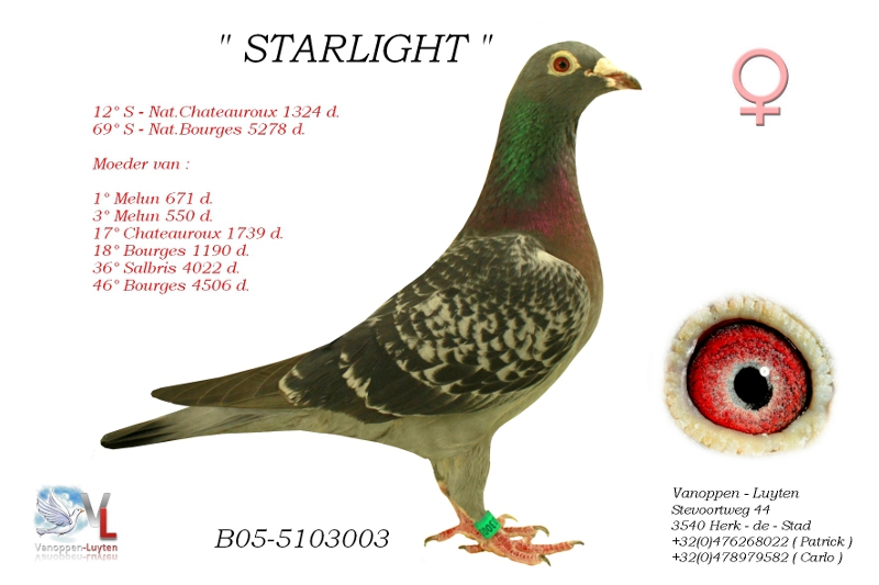 Starlight B05-5103003