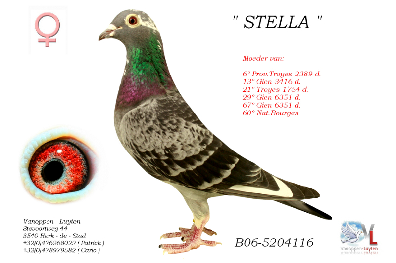 Stella B06-5204116