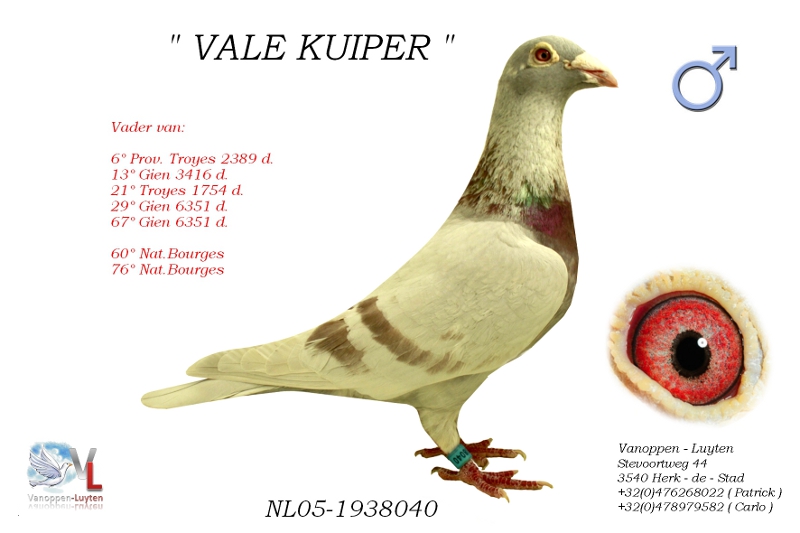 Vale Kuiper NL05-1938040