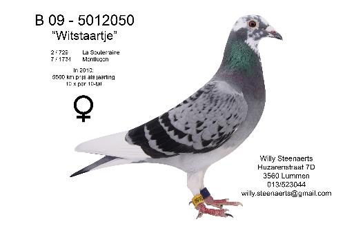 Witstaartje B09-5012050