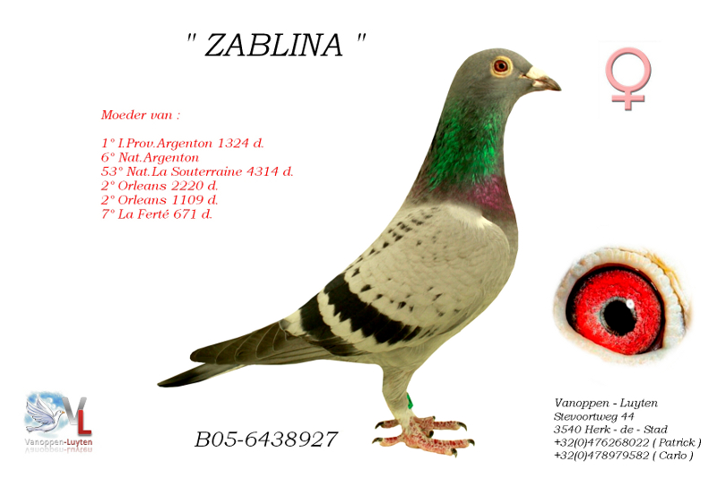 Zablina B05-6438927