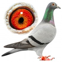 ACKROYD – BE12-3112140