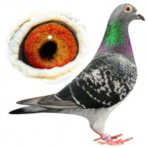 NELLY 10000 – BE07-3192403