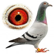 SWEET 16 – BE09-3065216