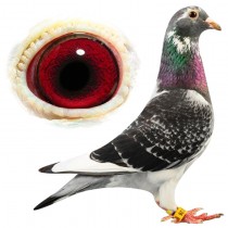 PRETTY GIRL – BE09-3065226