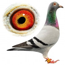 RENARDA – BE09-3065231