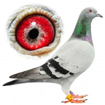 MOJO JOJO – BE09-3065336