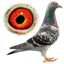 LA TOYA – BE09-3099159