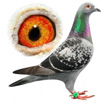 DEVIL’S DAUGHTER – BE10-3100528