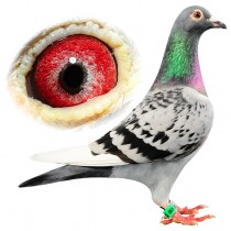 MATA HARI – BE10-3100550