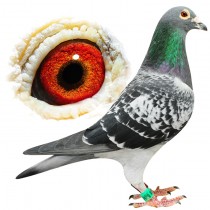 BARRON – BE10-3100718