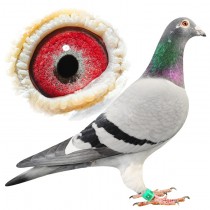 CHAVASSE – BE10-3100899