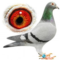 MULLIN – BE11-3011181