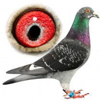 HEWITT – BE11-3011218