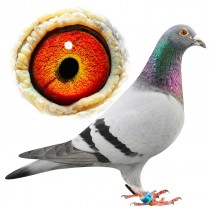 HOLMES – BE11-3011224