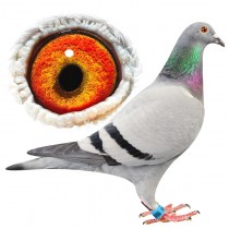 ODILE – BE11-3011261