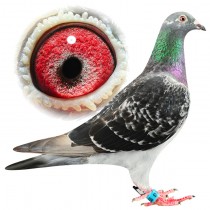 MARIE LOUISE – BE11-3011353