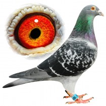 REYNOLDS – BE11-3011366