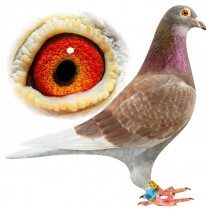 ROBERTSON C – BE11-3011407