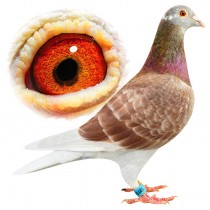 ROBERTSON J – BE11-3011408