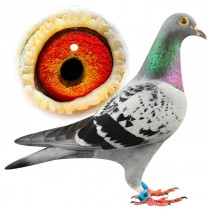 CARTON DE WIART – BE11-3011489