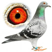 OCKENDON – BE11-3062028