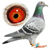 GEARY – BE11-3064253