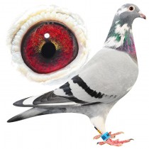 FRICKLETON – BE11-3083389