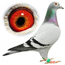 MCGREGOR – BE10-3100517