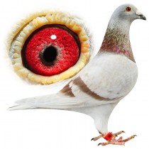 RHODES – BE12-3034609