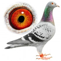 BRODIE – BE12-3054070