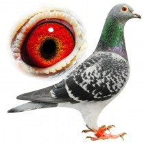 KINROSS – BE12-3112011