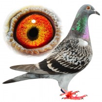 ANGELINA – BE12-3112027