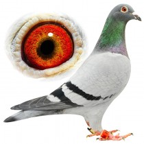 BLUE ANGELINA – BE12-3112028