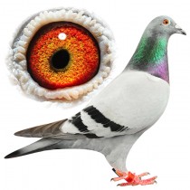 ODILON – BE12-3112035