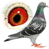 BRADFORD – BE12-3112038