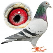 MOTTERSHEAD – BE12-3112042