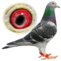 RENDLE – BE12-3112066