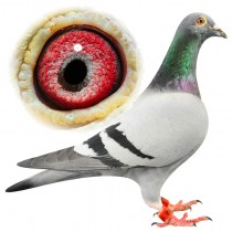 EVANS – BE12-3112068