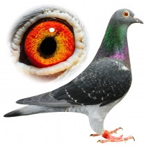 BLACK ANGELINA – BE12-3112073