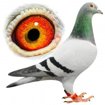 MCKENZIE – BE12-3112094