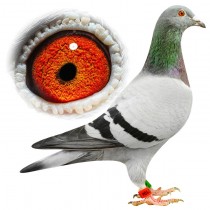 BURMAN – BE12-3112104